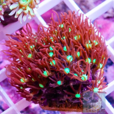 MS- purple star polyps 5 19.jpg