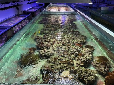 The Microbial Community in a Professional Coral Aquaculture System
