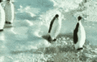 PenguinFail.gif