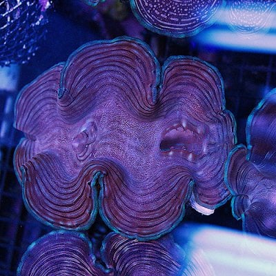 Squamosa  Clam 20 4-5 inches 139-96.jpg