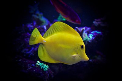 Yellow Tang.jpg