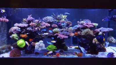 evans-reef-copy-770x433.jpg