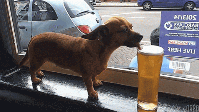 DogBeer.gif