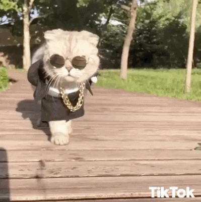 CatSwag.gif