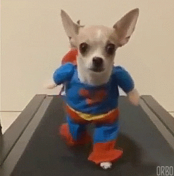 DogTreadmill.gif