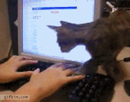 CatKeyboard.gif