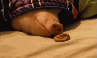 PigCookie.gif