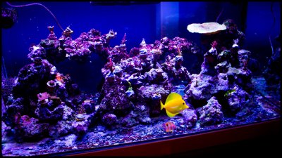 2020-02-24_SPS-Tank-NewFrags.jpg