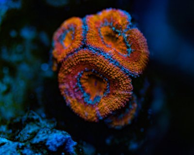 Acan 2-27-20.jpg