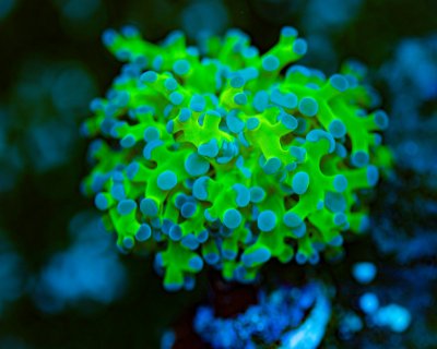 Frogspawn 2-27-20.jpg