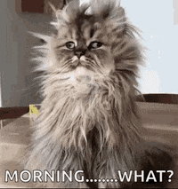 morning cat.gif