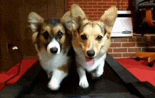 DogTreadmill2.gif