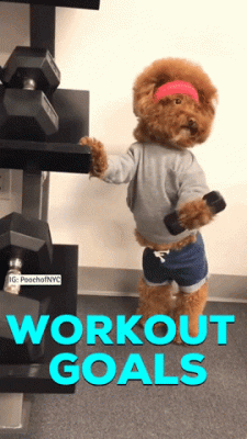 DogWeights.gif