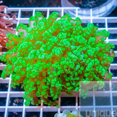 MS-noen frogspawn 119 79.jpg