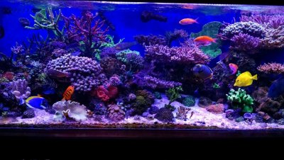 October 2014 R2R Tank of the Month Spotlight: TJ's Reef