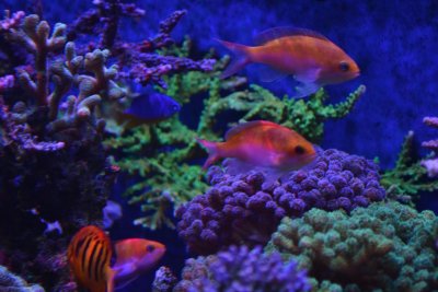 Bicolor_Anthias_1-12-14.jpg