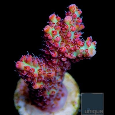 1-strawberry-shortcake-frags-special-18ea-limit-3-pr-customer- Sept 8.jpg