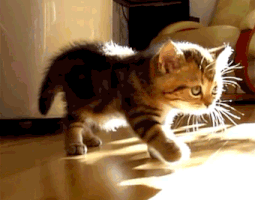 KittenStretch.gif