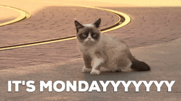 MondayCat2.gif