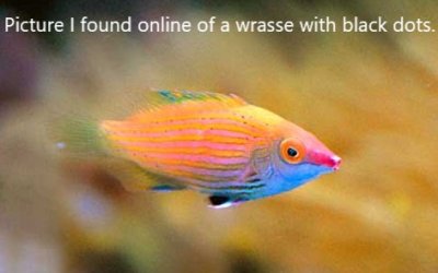 Pink Streaked Wrasse 2.JPG