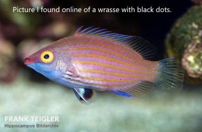 Pink Streaked Wrasse 3.jpeg