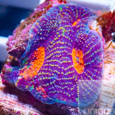 halloween acan echinata 39 27.jpg