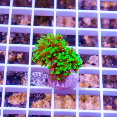 neon frogspawn 79 49.JPG