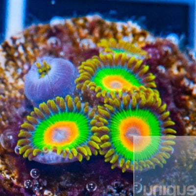 rasta zoanthids 49 34.jpg