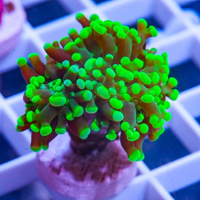 MS-branching frogspawn 79 49.JPG