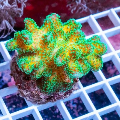 MS-pocillopora 39 28.JPG