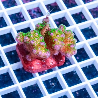 MS-rainbow pocillopora 39 27 (1).JPG