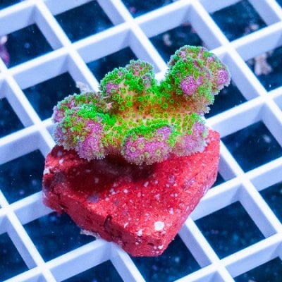 MS-rainbow pocillopora 39 27.JPG