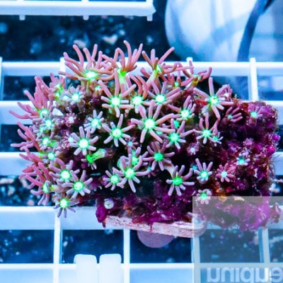 MS-purple star polyps 23 16.jpg