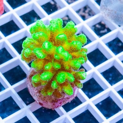 MS-pocillopora 39 28 (1).JPG