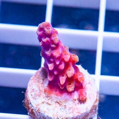 MS-Acropora 139 89.JPG