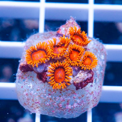 MS-hyper bambam zoas 59 39.JPG