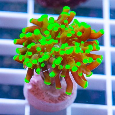 MS-frogspawn 76 49.JPG