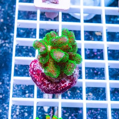 MS-pocillopora 39 29.JPG