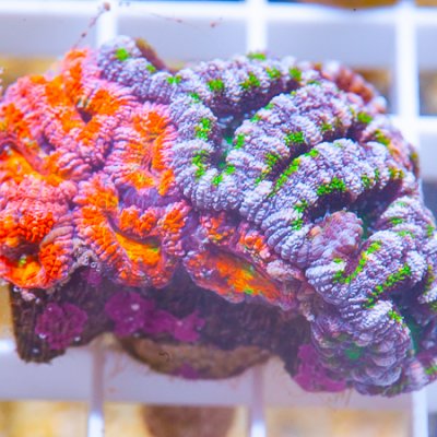 MS-bicolor acan 159 99.JPG