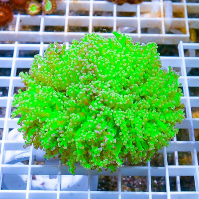 MS-neon frogspawn 199 139.JPG