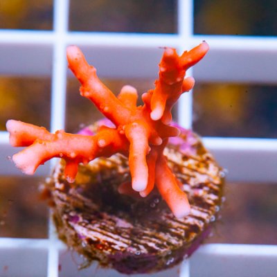 MS-jf tnt anacropora 139 89.JPG