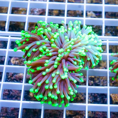 MS-odd torch coral 299 199-needs uploading.JPG