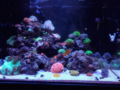 aquarium 90g.jpg