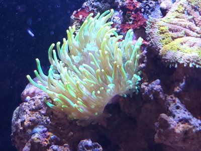 green anemone with new bud forming.jpg