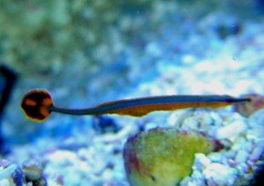 13094Pregnant_pipefish.jpg