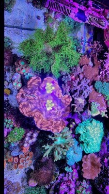 top down reef #2 5 2020.jpg