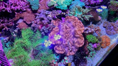 top down reef 5 2020.jpg