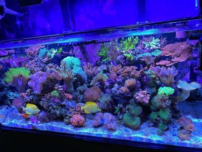 reef full tank shot 5:19:20.jpg