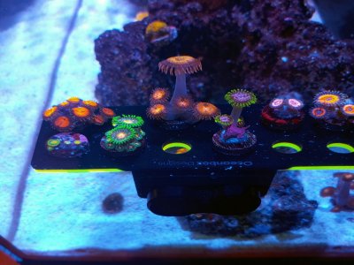 Zoas_0604.jpg