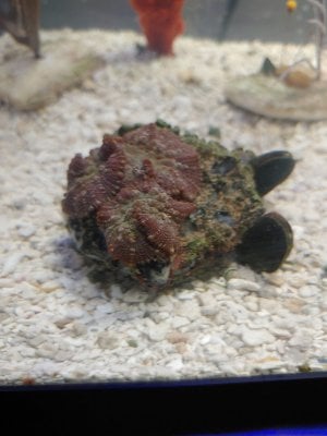 three shrooms on basalt with Pacific Black Mussels.jpg